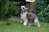 CHIEN NU CHINOIS 235
